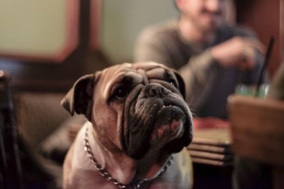 Close-up of bulldog looking away in restaurant