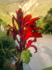 Close-up of red flower