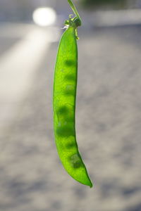 Close-up of green leaf