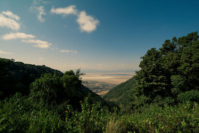 Trees in forest against sky