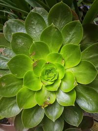 Full frame shot of succulent plant