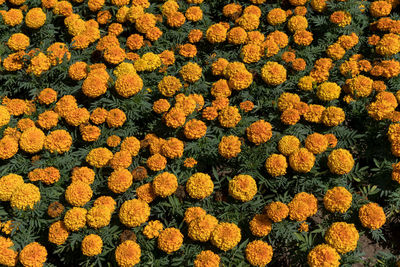 Tagetes orange yellow on green grass. top view of the flower bed with flowers.