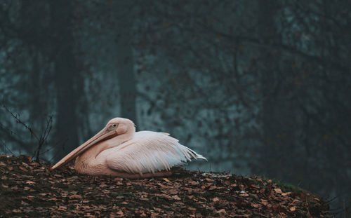 Close-up of bird perching on a tree