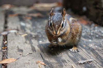 Close-up portrait of a squirrel