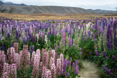 Purple flowering plants on field