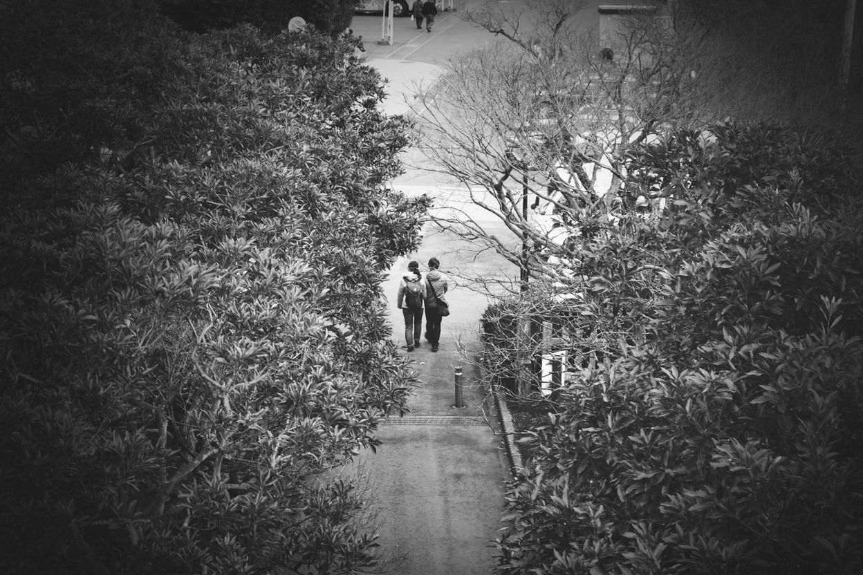 tree, full length, walking, plant, men, lifestyles, built structure, rear view, growth, outdoors, day, architecture, leisure activity, nature, the way forward, standing, footpath