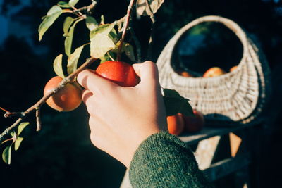 Close-up of woman holding plant