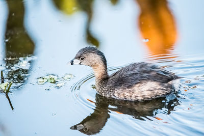 Duck swimming in lake