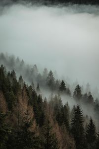 Trees in forest against sky