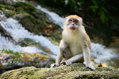 Monkey sitting on rock