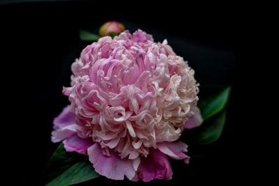 Close-up of pink flower against black background