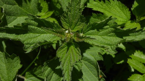 Full frame shot of green leaves