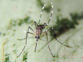 Close-up of spider