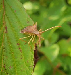 Close-up of insect on leaf