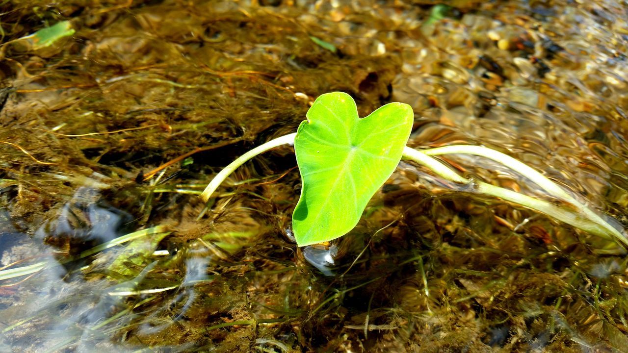 leaf, green color, close-up, water, nature, plant, high angle view, leaves, leaf vein, growth, wet, green, focus on foreground, day, outdoors, no people, selective focus, drop, beauty in nature, natural pattern