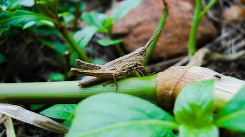 Close-up of grasshopper on leaf