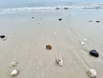 Surface level of shells on shore