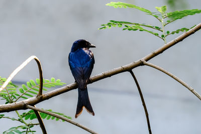 Bird perching on a branch