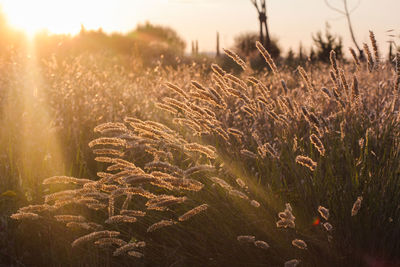 Close-up of stalks in field against sky
