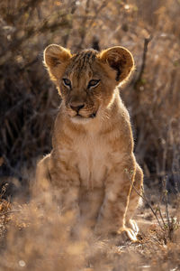 Lion cub sits in bushes turning head