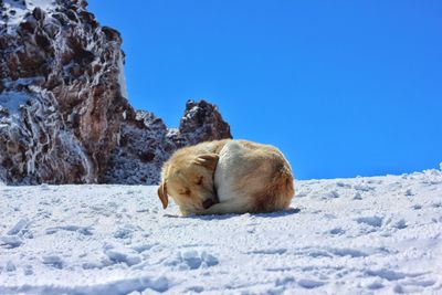 Sheep on snow against clear sky