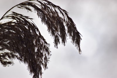 Low angle view of tree against sky