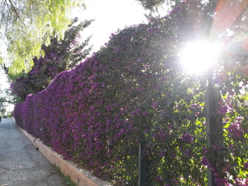 Sun shining through trees