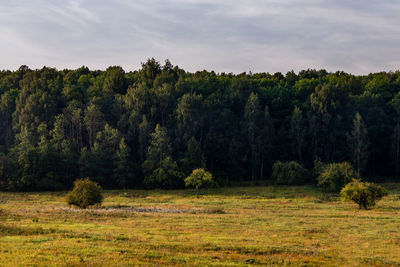 Trees on field against sky