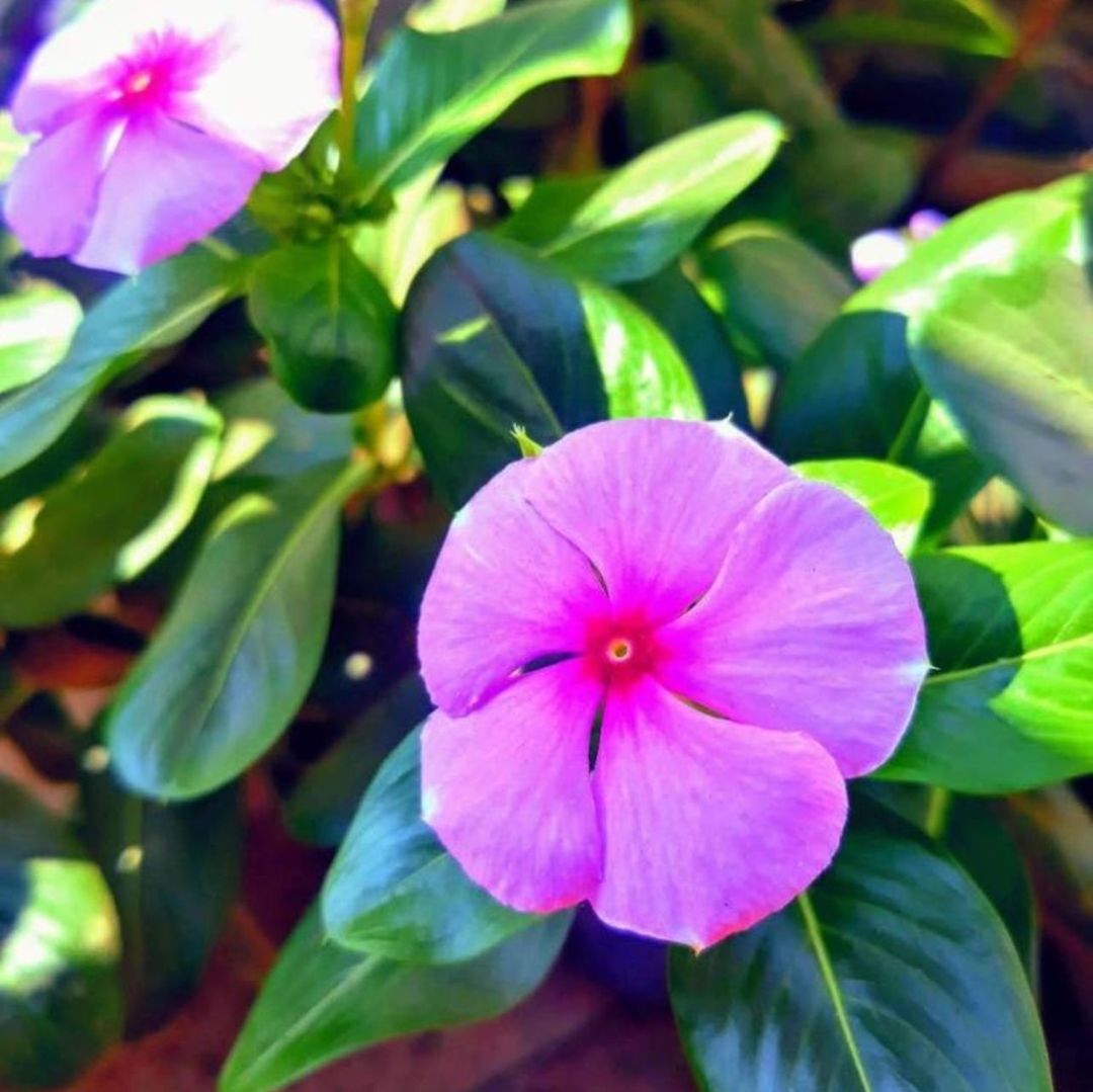 plant, flower, flowering plant, freshness, fragility, beauty in nature, petal, vulnerability, growth, close-up, leaf, plant part, flower head, inflorescence, nature, pink color, no people, day, outdoors, focus on foreground, purple