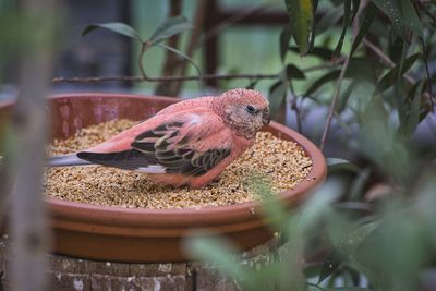 Close-up of bird perching on plant