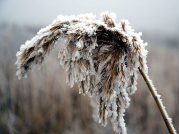 Close-up of dead plant on snowy field