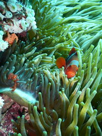 Close-up of clown fish amidst corals in sea