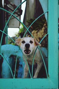 Portrait of horse in cage