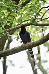 Low angle view of bird perching on branch