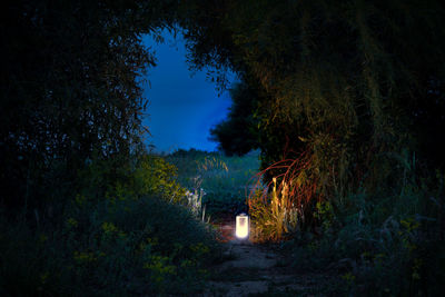 Illuminated road amidst trees in forest against sky at night