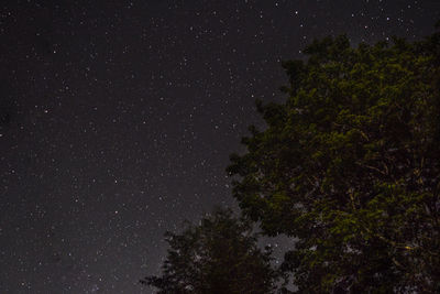 Low angle view of trees against constellation in sky at night