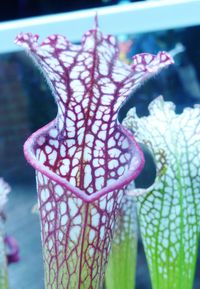 Close-up of pink leaf