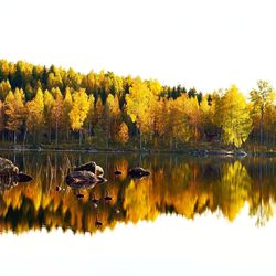 Scenic view of lake with trees in background