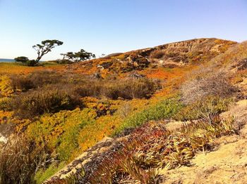 Scenic view of landscape against clear sky