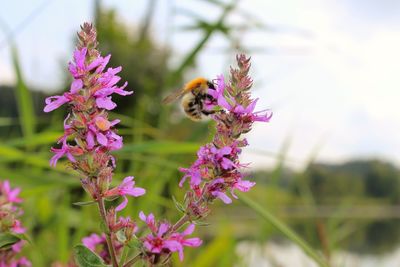 Close-up of bee pollinating on purple flower