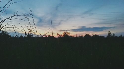 Silhouette plants on field against sky at sunset