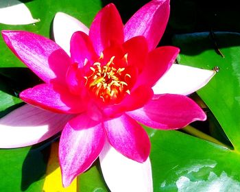 Close-up of pink orchid