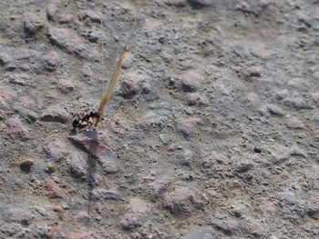 Close-up of insect on wall