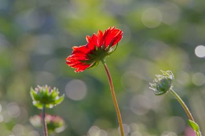 Close-up of red flower