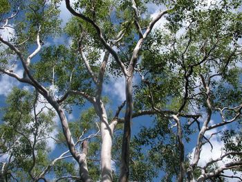 Low angle view of trees against sky
