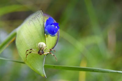 Close-up of insect on plant