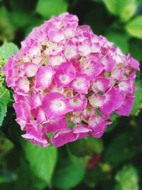 Close-up of pink flowers