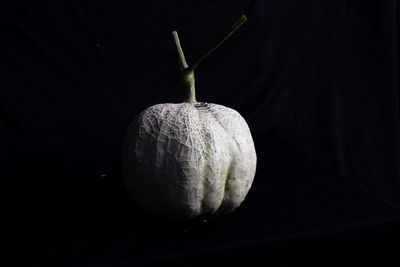 Close-up of pumpkin against black background