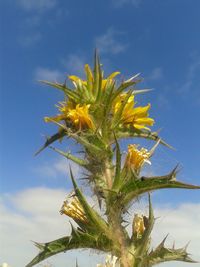 Low angle view of yellow flower against blue sky