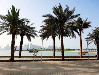 Palm trees by swimming pool against sky